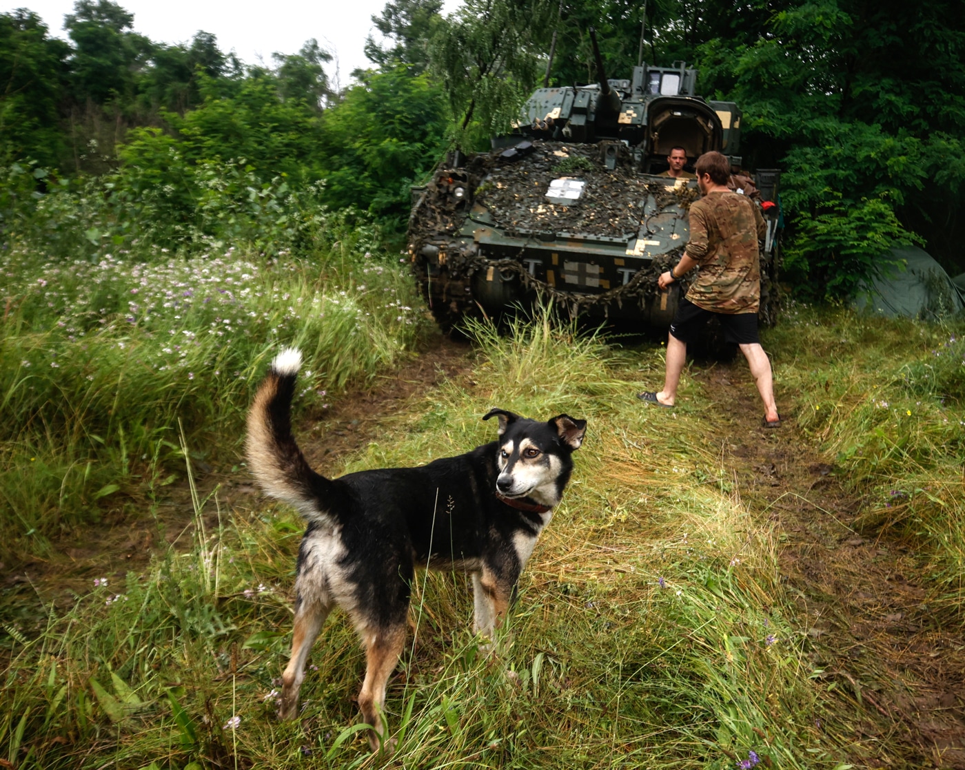 This image shows a group of Ukrainian soldiers and a dog named Oleh riding together in an M2 Bradley infantry fighting vehicle near Zaporizhzhia, Ukraine, in 2023. The Bradley’s troop compartment is open, with several soldiers in full combat gear seated inside, some smiling or interacting with the dog. Oleh, a medium-sized mixed-breed dog, appears relaxed and comfortable, sitting among the crew members. The interior of the vehicle is visible, showing standard military equipment and the rugged, utilitarian design of the M2 Bradley. Light filters in through open hatches or doors, illuminating the faces of the soldiers and the dog. The scene captures a candid and humanizing moment during ongoing military operations. Such stories reflect the strong bonds and unexpected friendships that develop even in war zones.