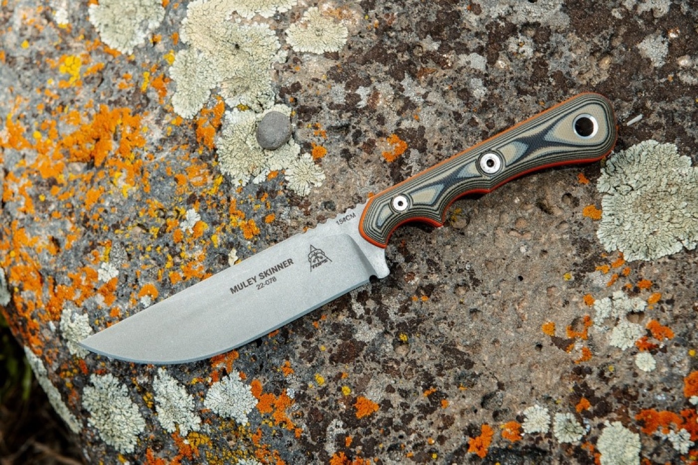 The photo shows the TOPS Muley Skinner knife placed on a gray rock covered in light- and dark-green lichen. The knife features a curved 4.5-inch blade with a straight spine and a sharp point, designed specifically for skinning tasks. Its handle is constructed from black and tan G10 scales, accented with orange G10 liners for high visibility. Four Torx screws are visible securing the handle to the blade. The lanyard ring built into the handle is also visible. The outdoor setting emphasizes the knife’s use for hunting and field dressing. This image helps illustrate the durable design and practical features discussed in the TOPS Muley Skinner knife review.