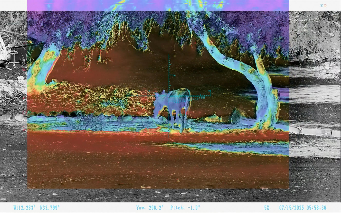 The image shows a Shinenyx AIM-101 FusionView display of a donkey near a shooting range. The donkey’s body is outlined with a bright thermal overlay, making the heat signature clearly visible. The surrounding environment is darker in comparison, emphasizing the contrast between the animal and the background. The digital night vision feed provides shape and detail, while the thermal sensor adds color-coded highlights. This combination makes it possible to track the animal as it moves around structures at the range. The FusionView demonstrates how heat sources are identified quickly while still maintaining scene context. This is a practical example of how the AIM-101 can be used for wildlife observation, hunting, or search and rescue scenarios.