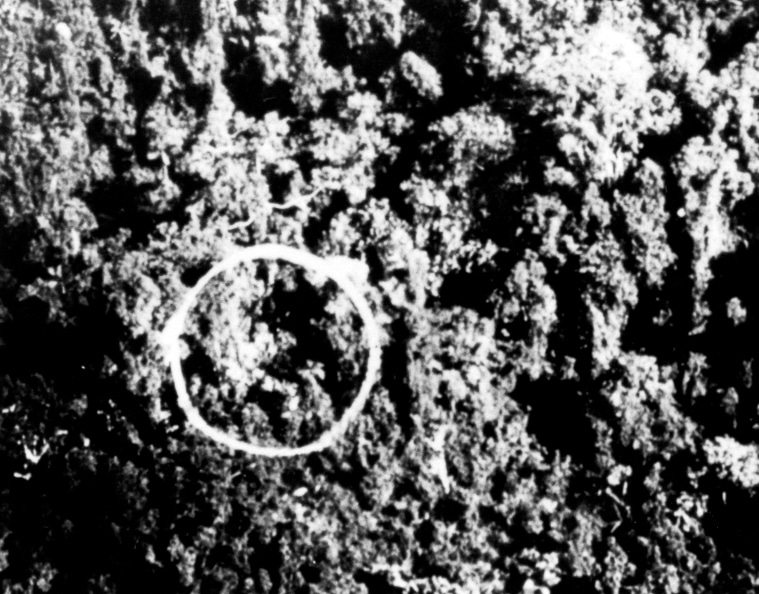 U.S. Army Air Force reconnaissance photograph showing the wreckage of Admiral Yamamoto’s Mitsubishi G4M bomber on Bougainville in April 1943. The aircraft lies broken in the jungle, with debris scattered among the trees. This reconnaissance image confirmed that the mission to intercept and destroy Yamamoto’s transport had succeeded. The bomber’s remains are barely distinguishable against the dense vegetation. U.S. intelligence used photos like this to verify claims from pilots and to record significant operations. The crash site became both a battlefield relic and a symbol of Operation Vengeance’s success.