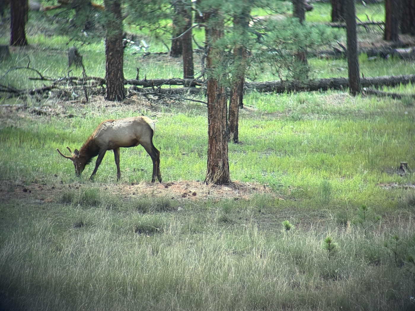animal photographed using the Ollin system and Leupold spotting scope