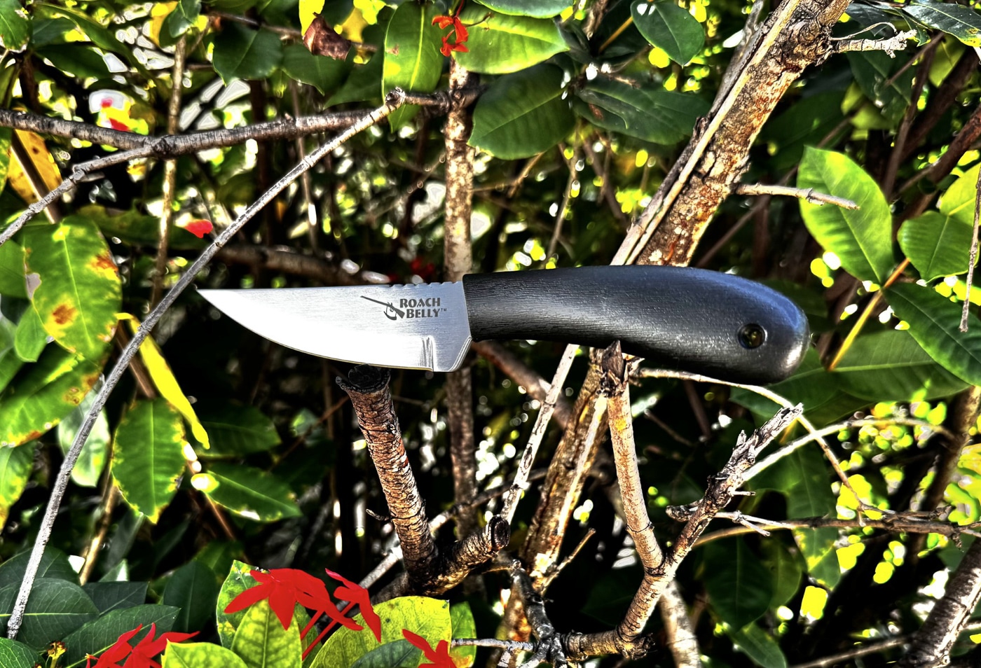 Cold Steel Roach Belly on hunting trip for this review