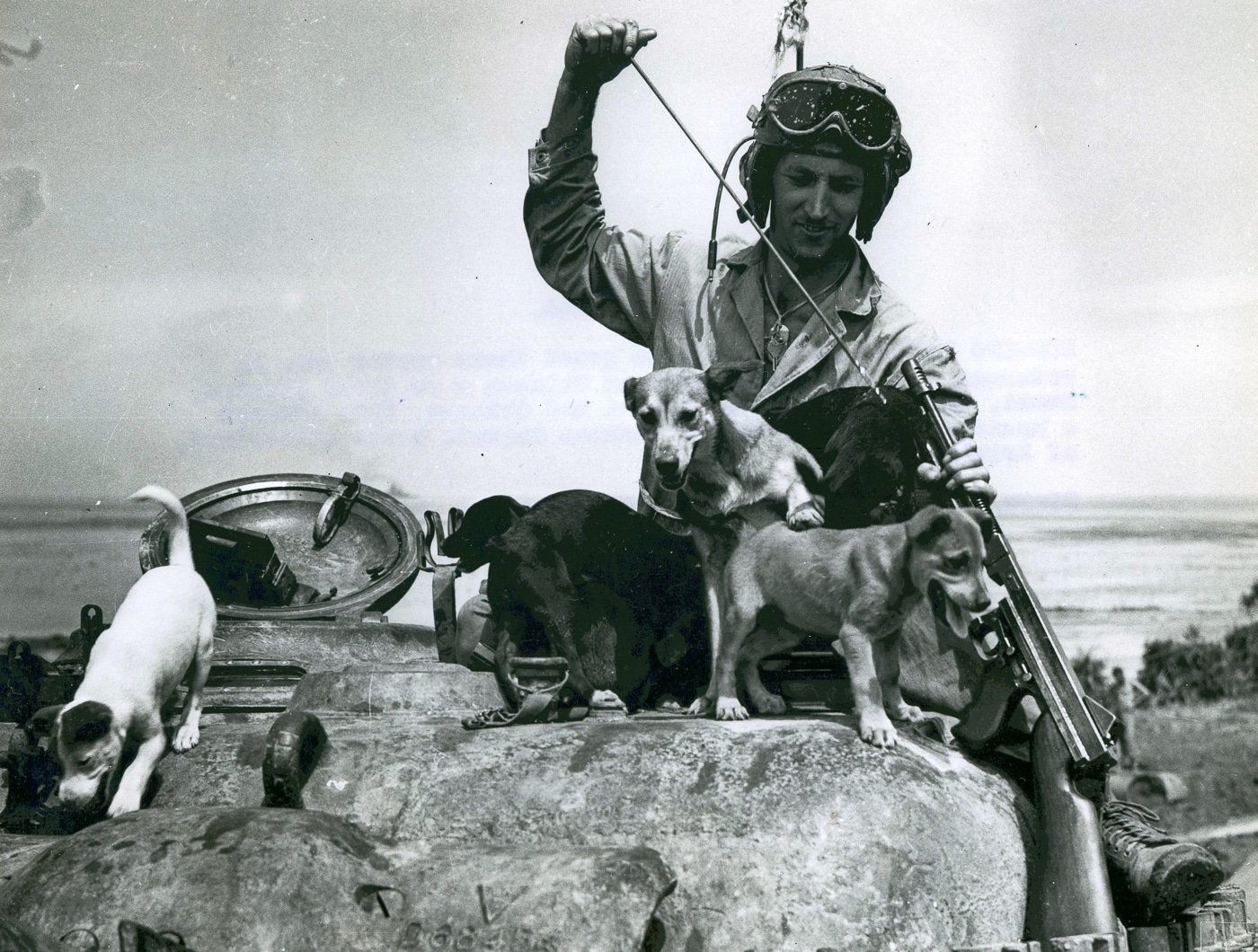 US Marine tanker cleans his Thompson submachine gun while surrounded by puppies on Okinawa during World War II
